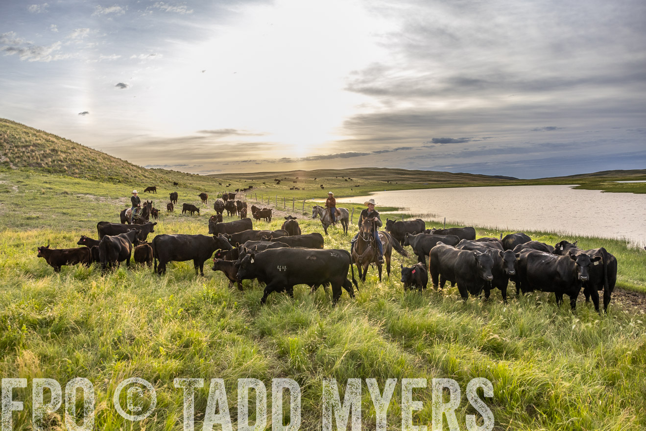 TMyers_PP_VintonRanch_Nebraska_June2024-517809