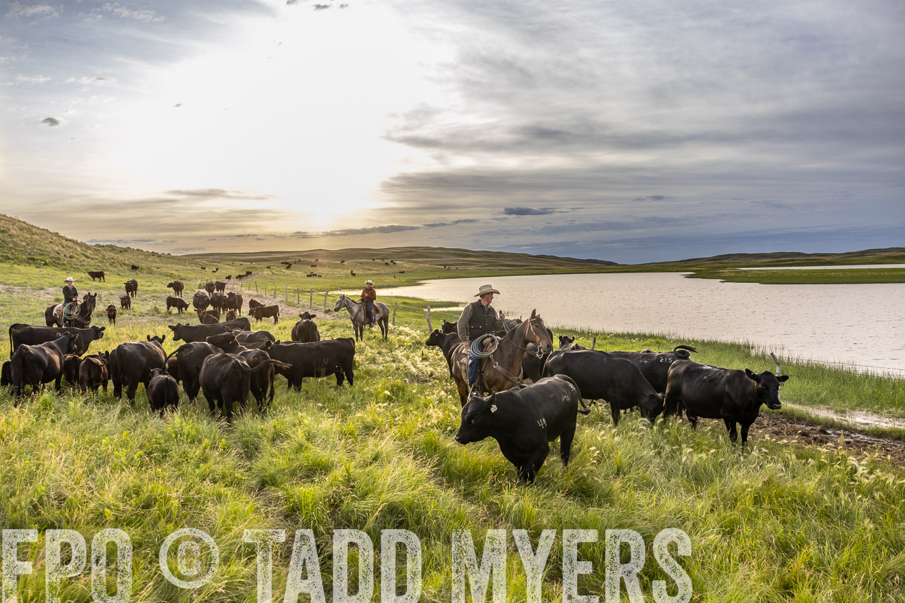 TMyers_PP_VintonRanch_Nebraska_June2024-517819