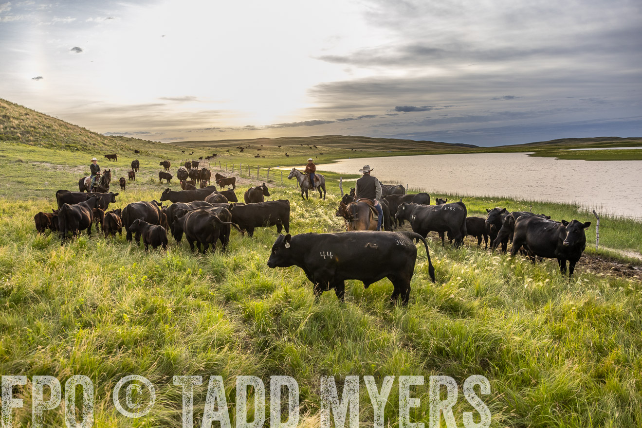 TMyers_PP_VintonRanch_Nebraska_June2024-517820