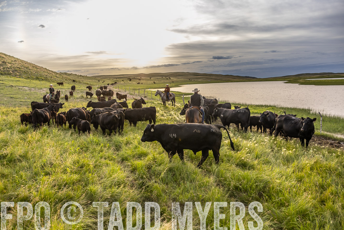 TMyers_PP_VintonRanch_Nebraska_June2024-517821