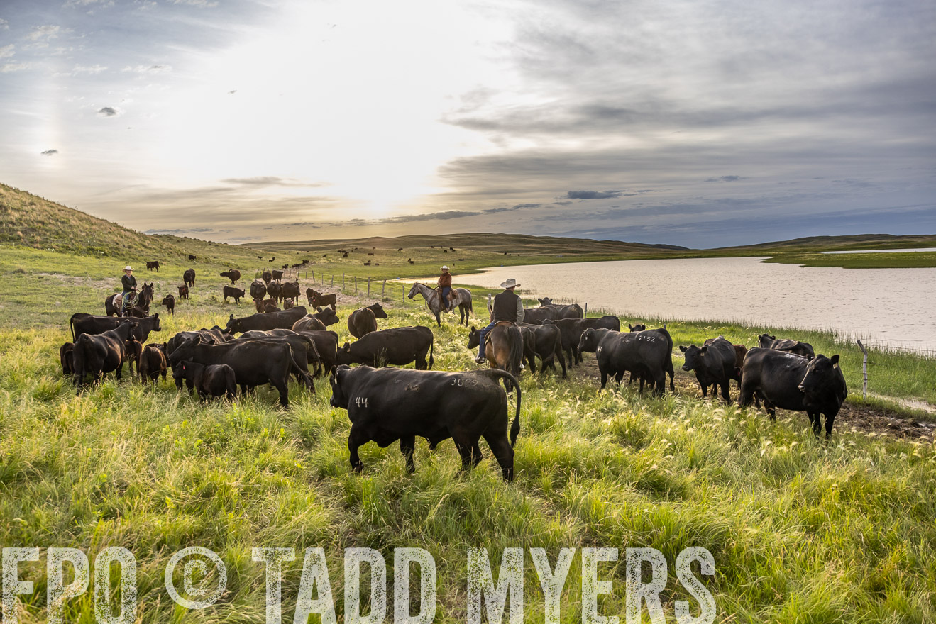 TMyers_PP_VintonRanch_Nebraska_June2024-517823