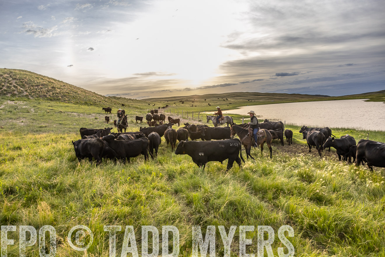 TMyers_PP_VintonRanch_Nebraska_June2024-517837