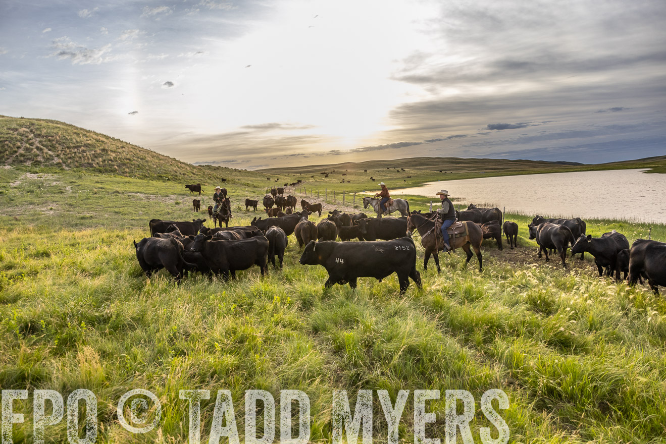 TMyers_PP_VintonRanch_Nebraska_June2024-517839