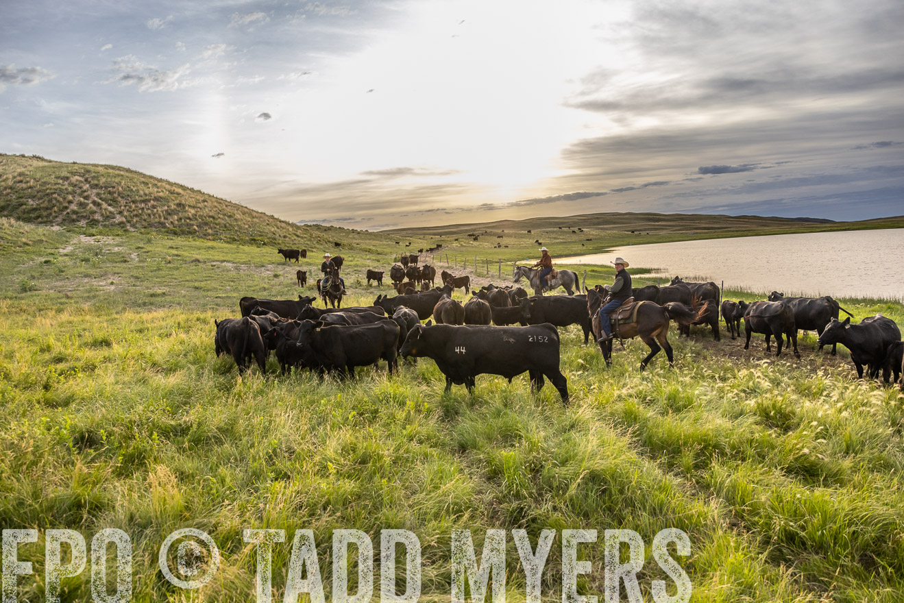 TMyers_PP_VintonRanch_Nebraska_June2024-517842