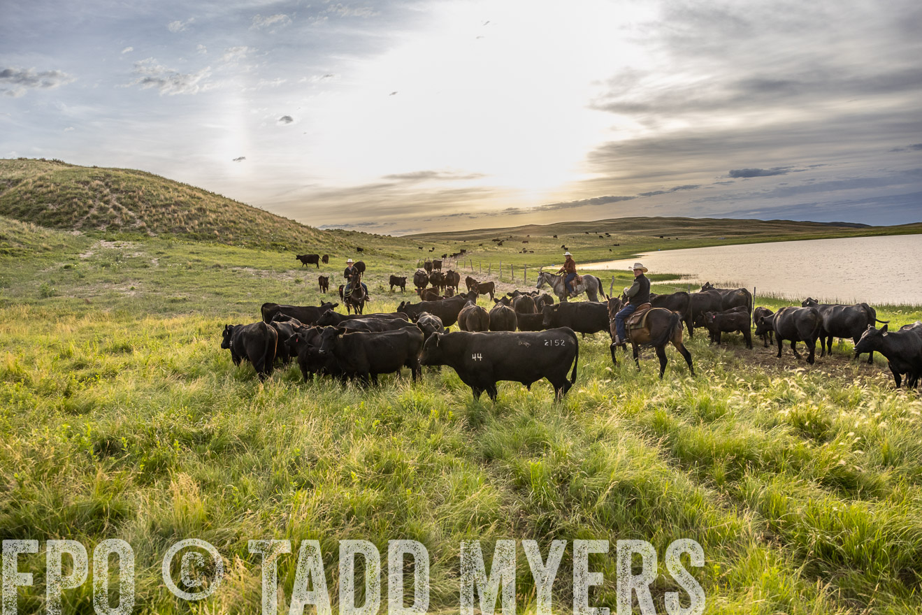 TMyers_PP_VintonRanch_Nebraska_June2024-517844
