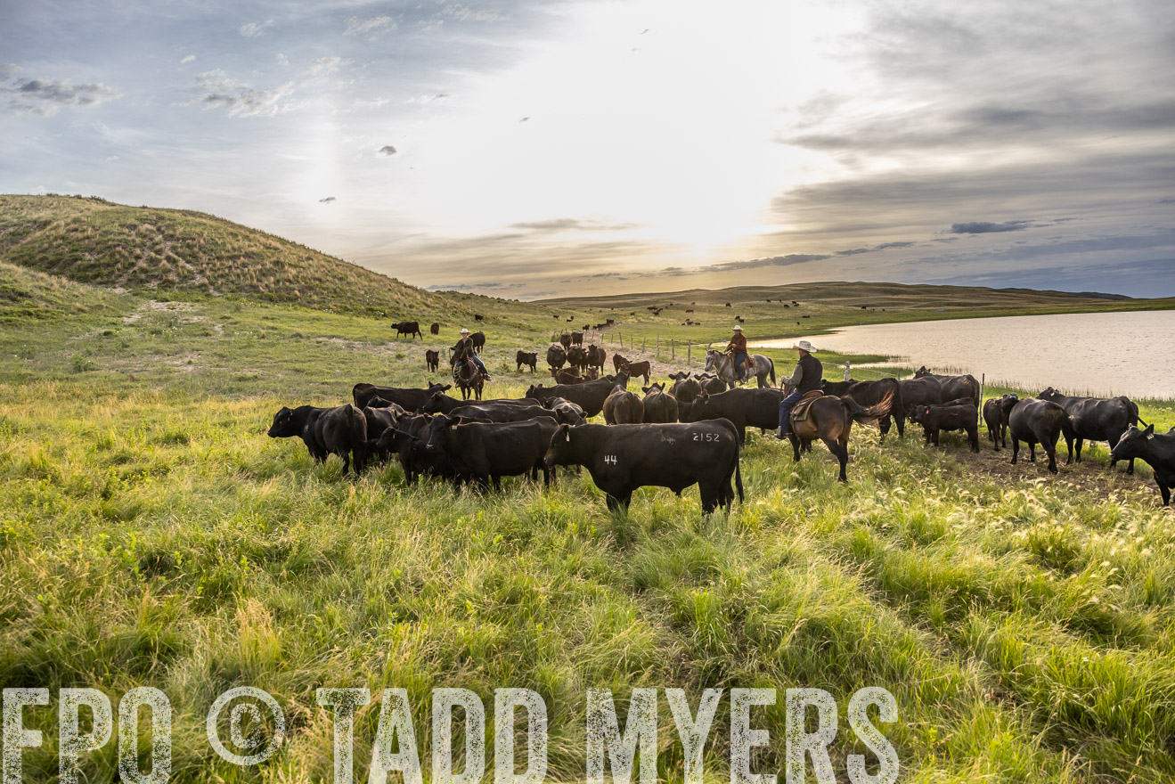 TMyers_PP_VintonRanch_Nebraska_June2024-517846
