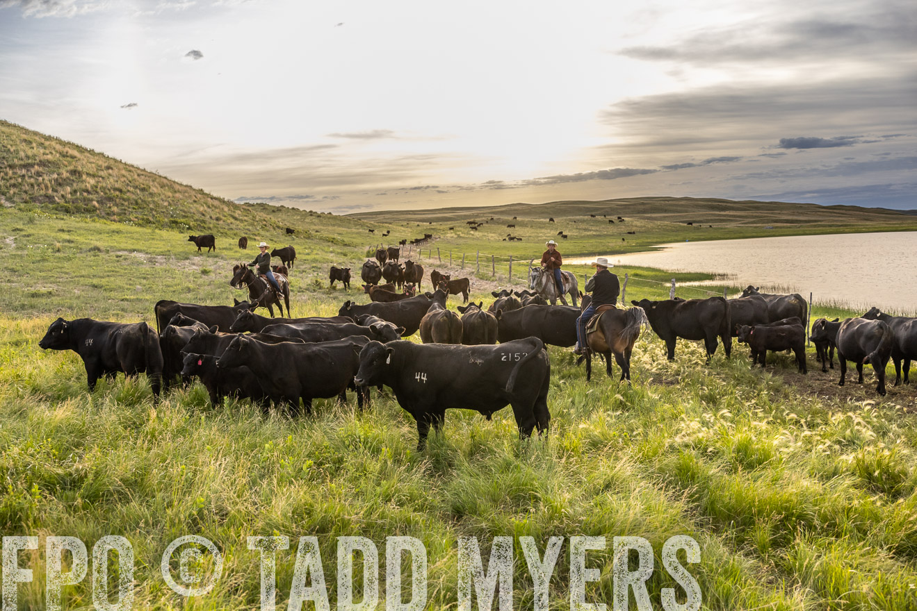 TMyers_PP_VintonRanch_Nebraska_June2024-517848