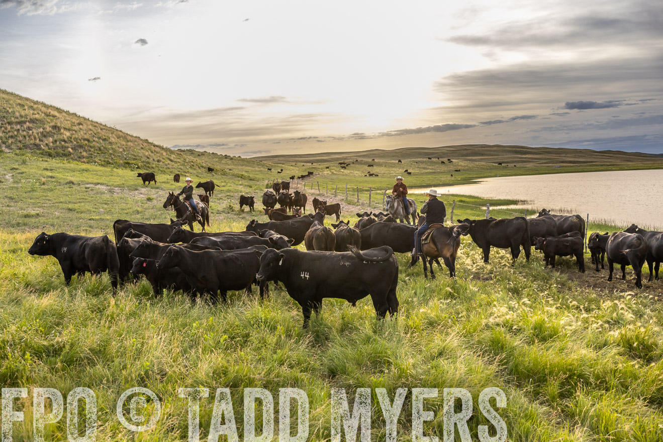 TMyers_PP_VintonRanch_Nebraska_June2024-517849