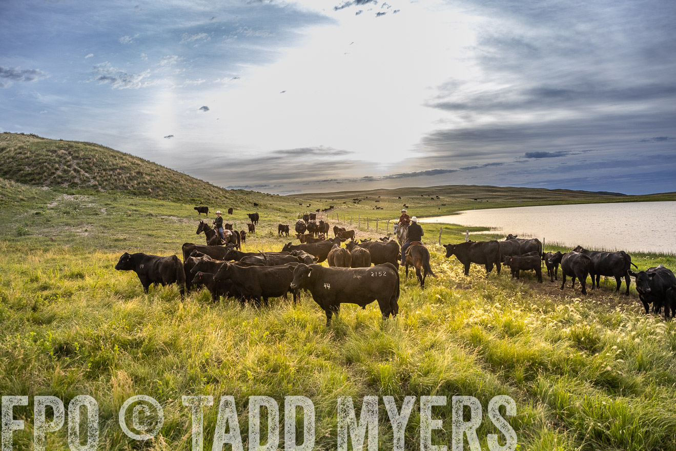 TMyers_PP_VintonRanch_Nebraska_June2024-517851