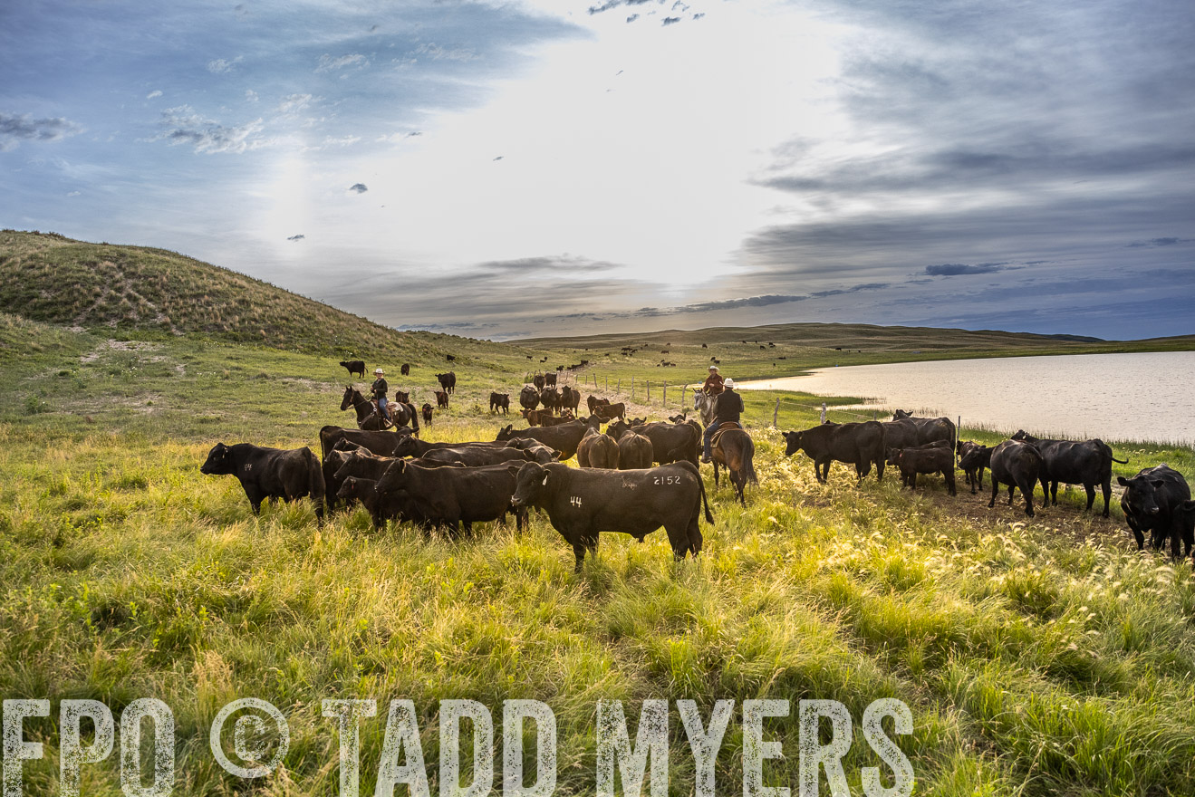 TMyers_PP_VintonRanch_Nebraska_June2024-517852