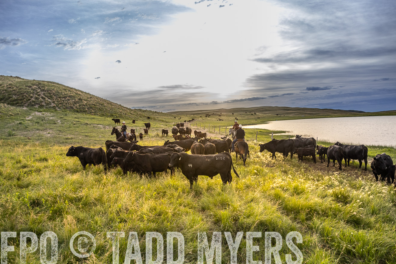 TMyers_PP_VintonRanch_Nebraska_June2024-517853