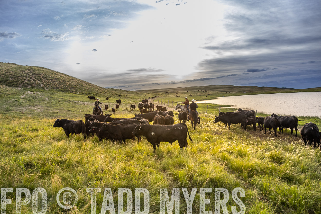 TMyers_PP_VintonRanch_Nebraska_June2024-517854