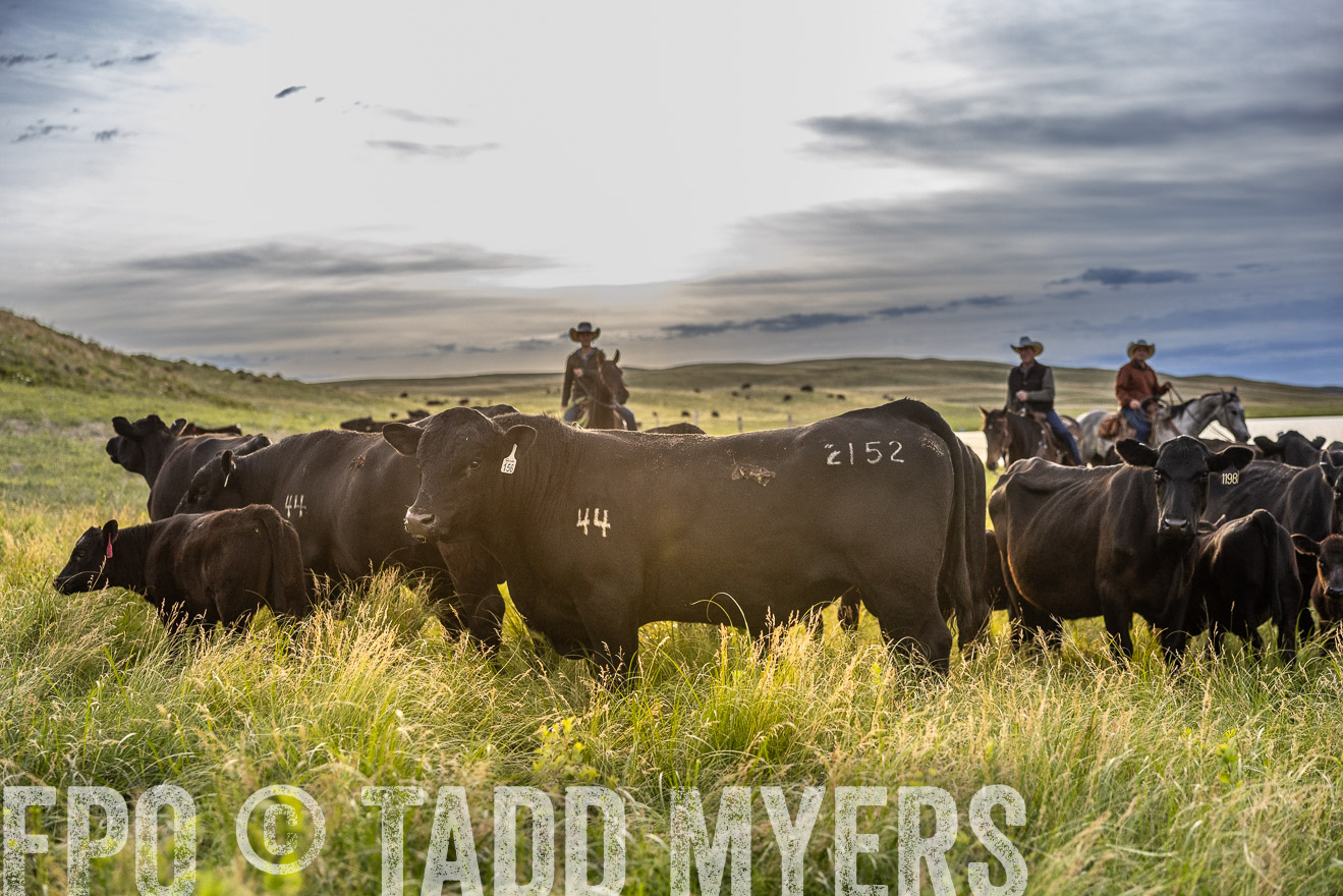 TMyers_PP_VintonRanch_Nebraska_June2024-517864