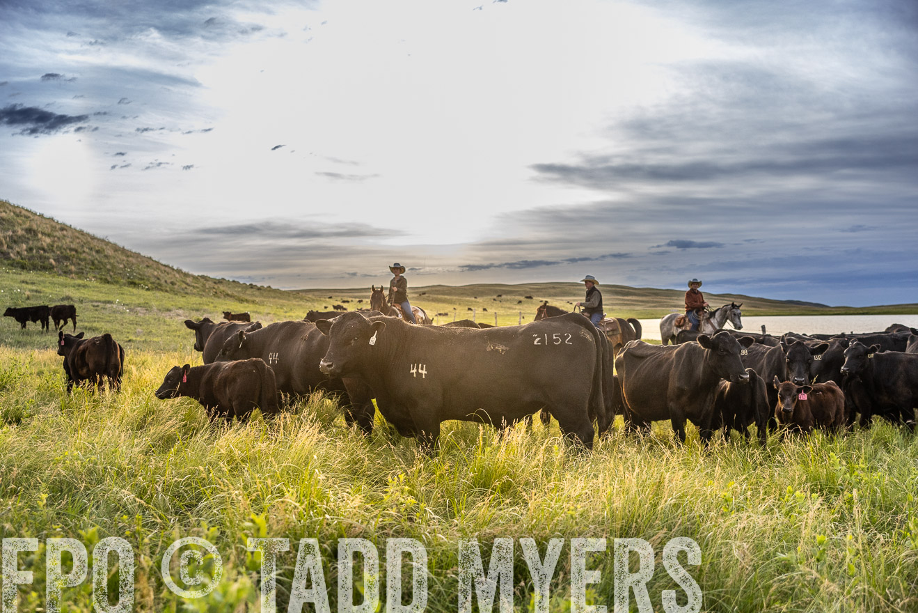TMyers_PP_VintonRanch_Nebraska_June2024-517867