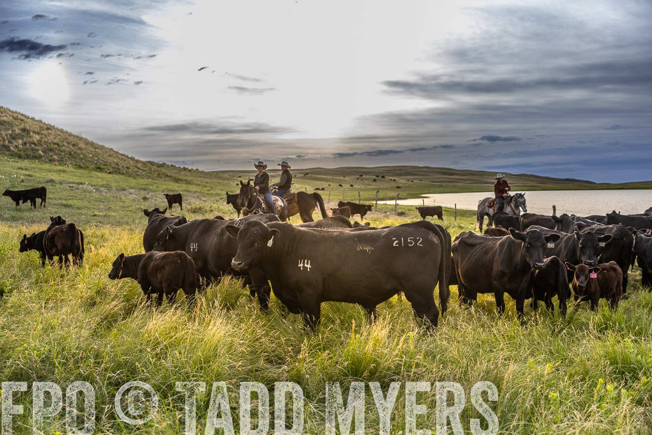 TMyers_PP_VintonRanch_Nebraska_June2024-517873
