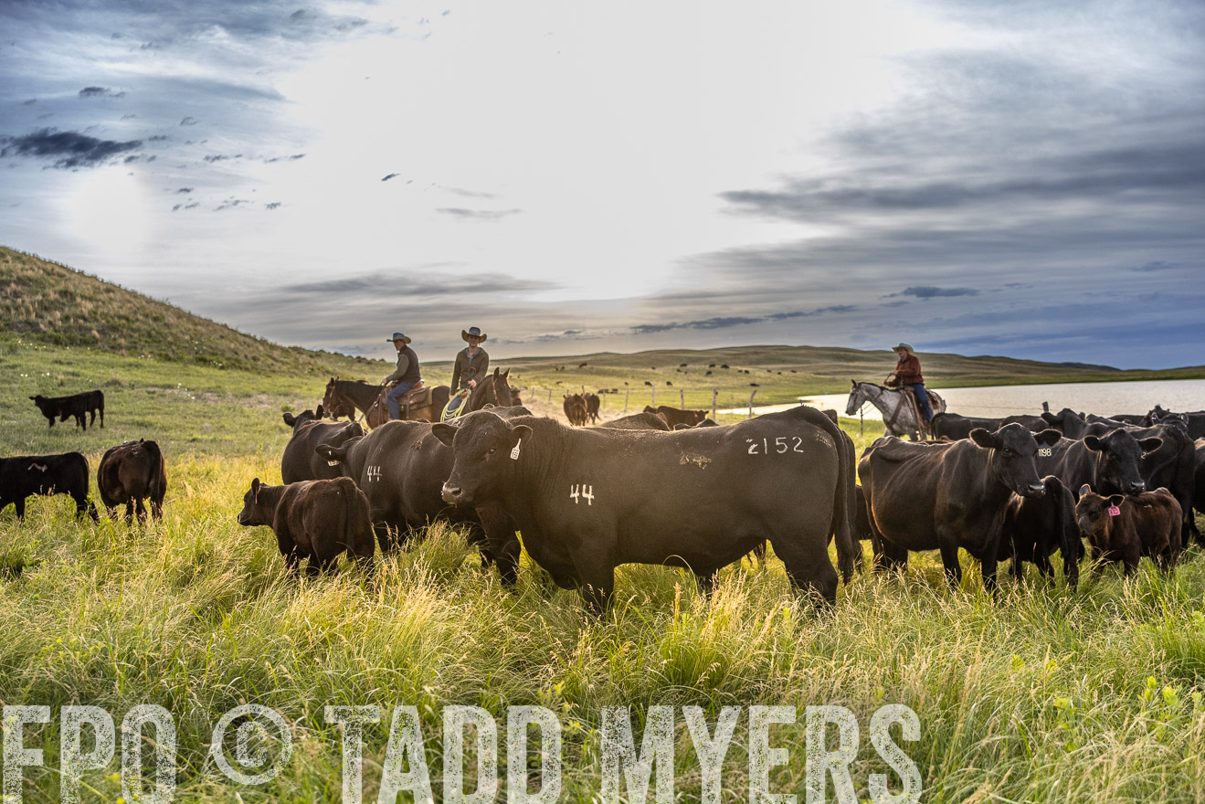 TMyers_PP_VintonRanch_Nebraska_June2024-517879
