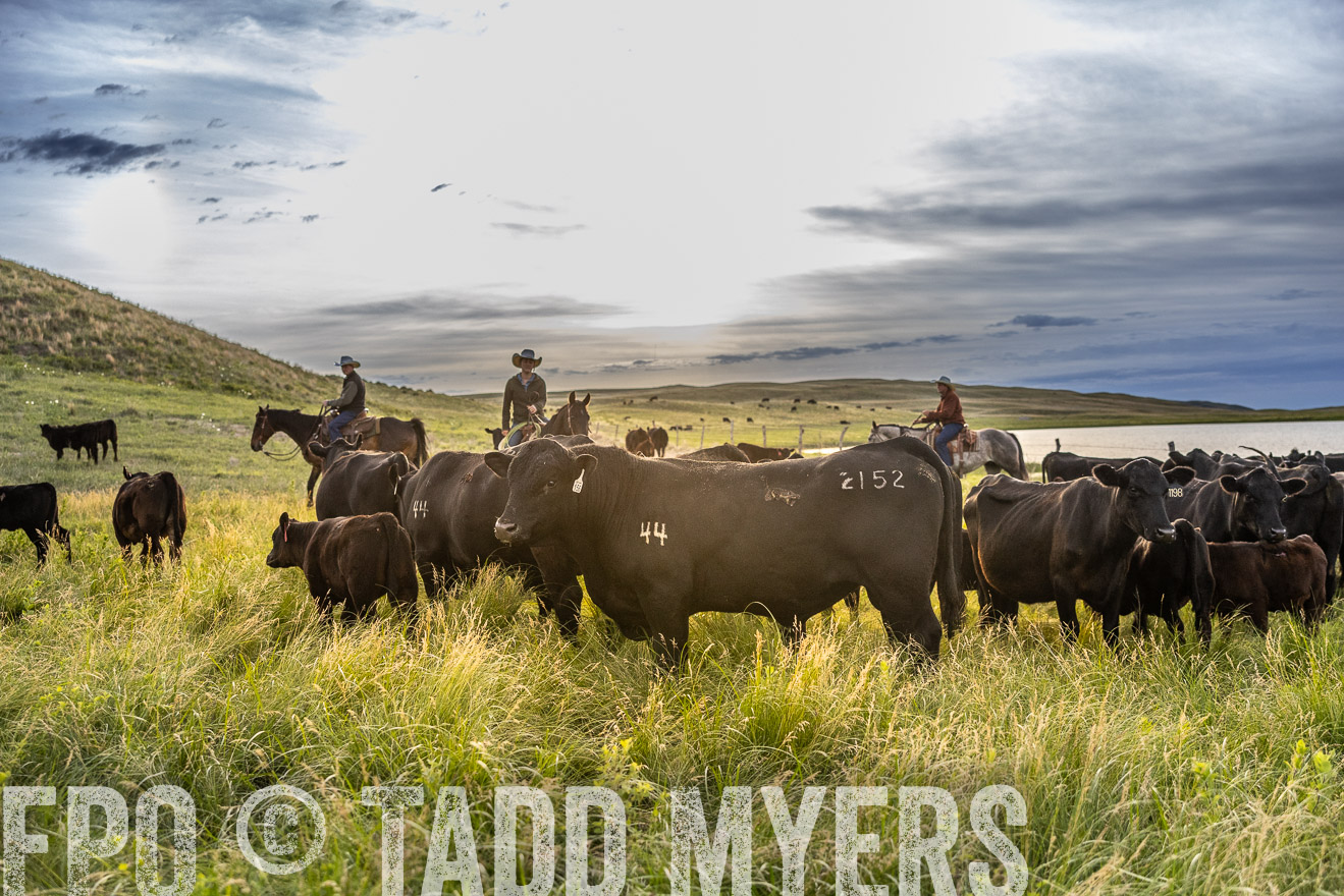 TMyers_PP_VintonRanch_Nebraska_June2024-517882