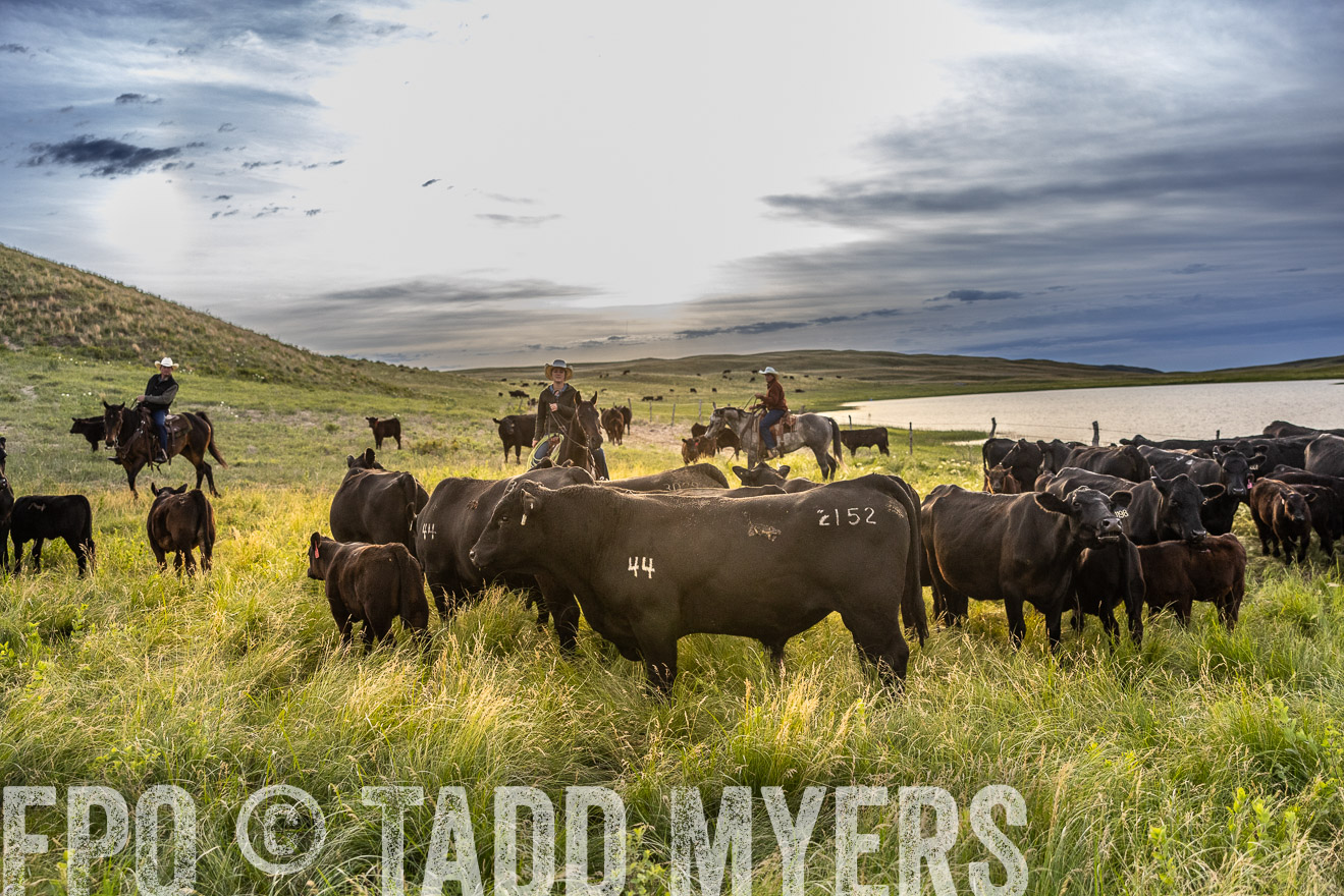 TMyers_PP_VintonRanch_Nebraska_June2024-517887