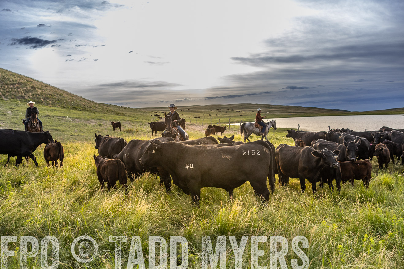 TMyers_PP_VintonRanch_Nebraska_June2024-517892