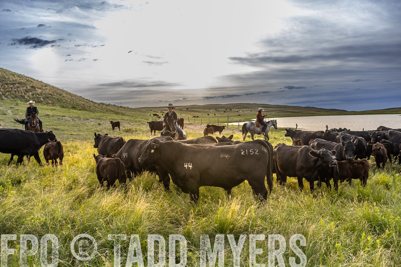 TMyers_PP_VintonRanch_Nebraska_June2024-517893