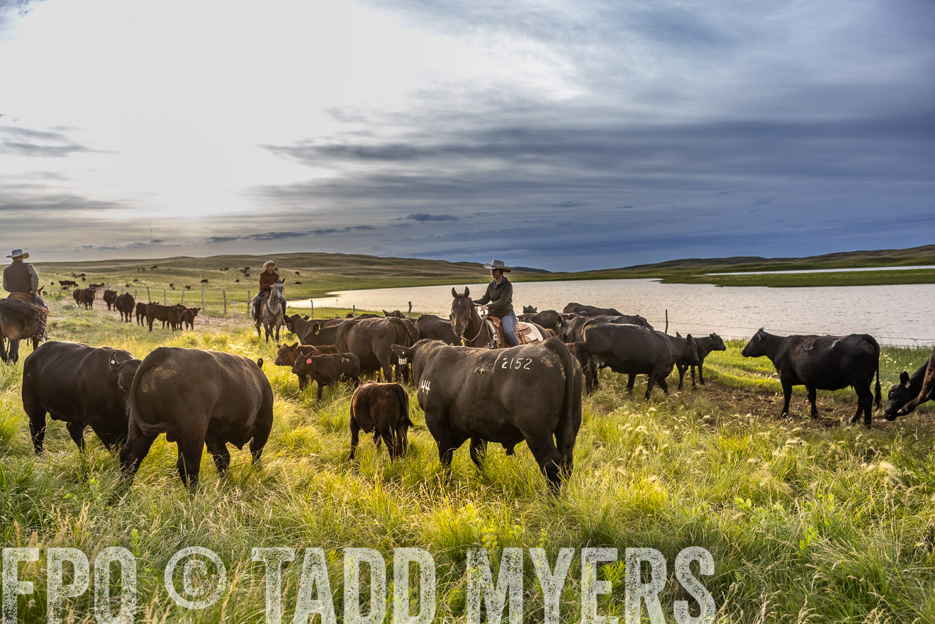 TMyers_PP_VintonRanch_Nebraska_June2024-517910