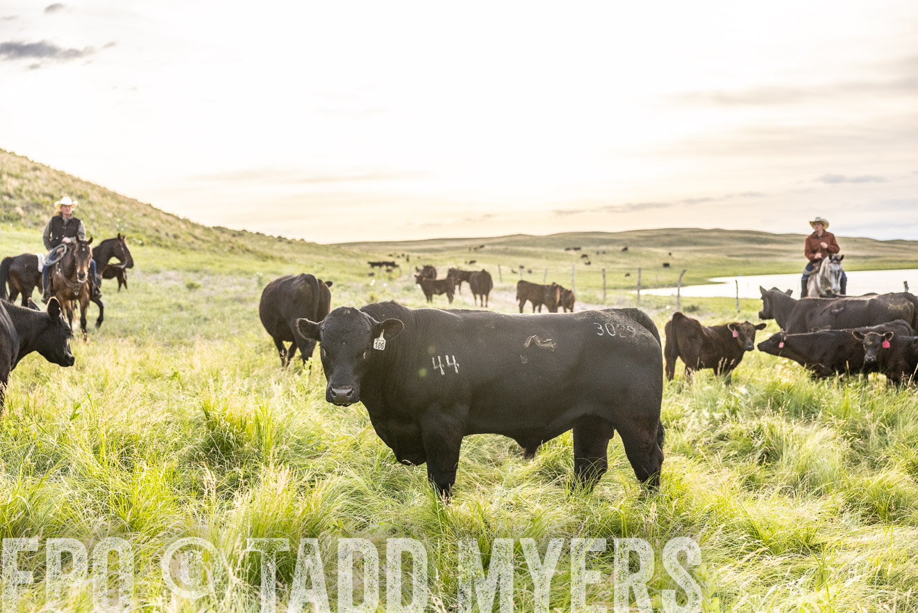 TMyers_PP_VintonRanch_Nebraska_June2024-517921