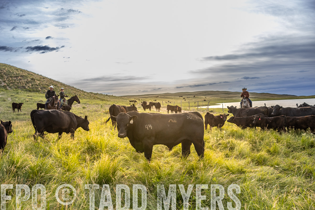 TMyers_PP_VintonRanch_Nebraska_June2024-517924