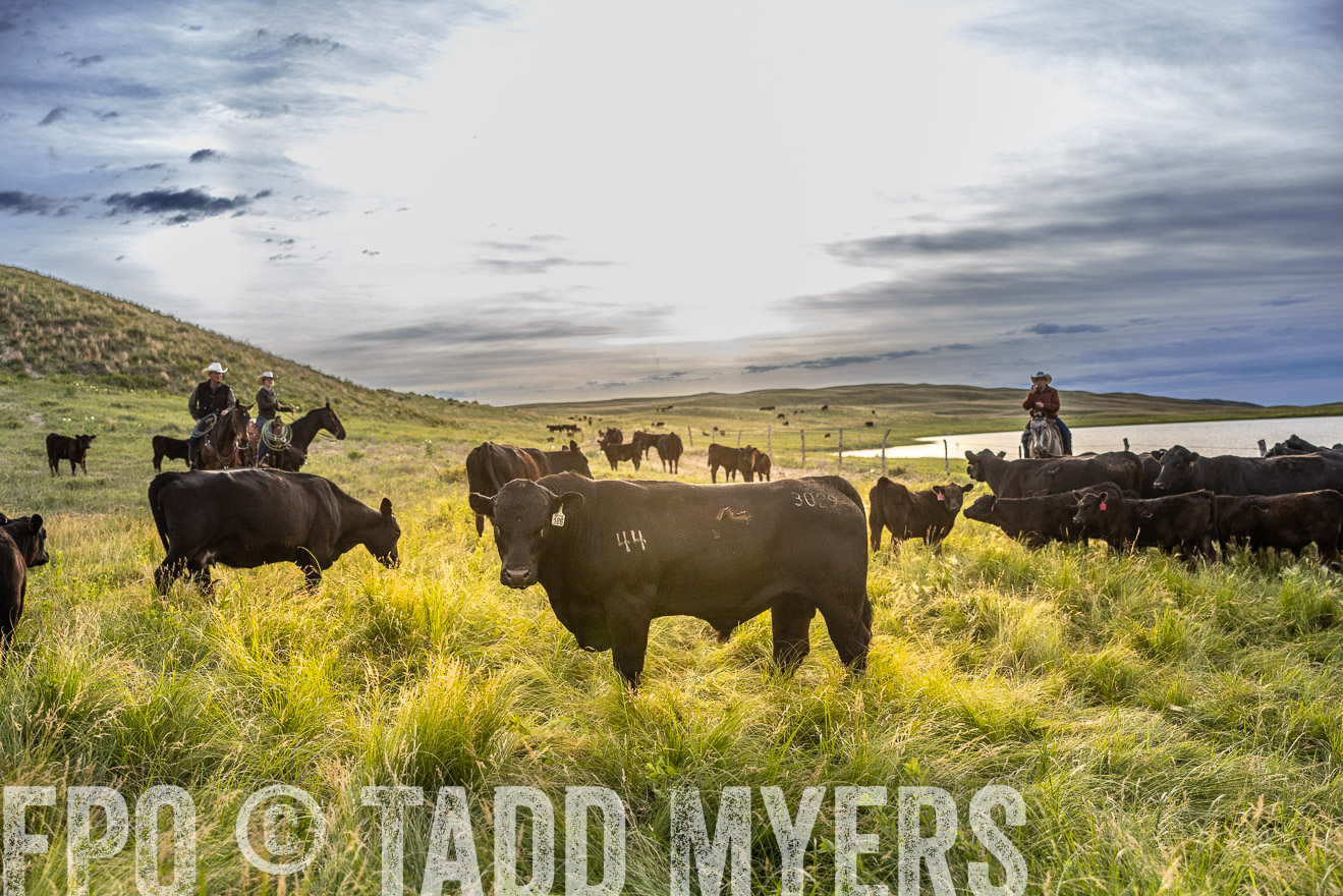TMyers_PP_VintonRanch_Nebraska_June2024-517925
