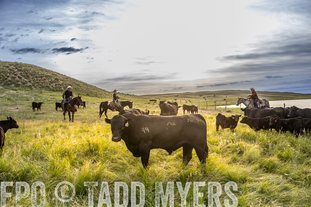 TMyers_PP_VintonRanch_Nebraska_June2024-517928
