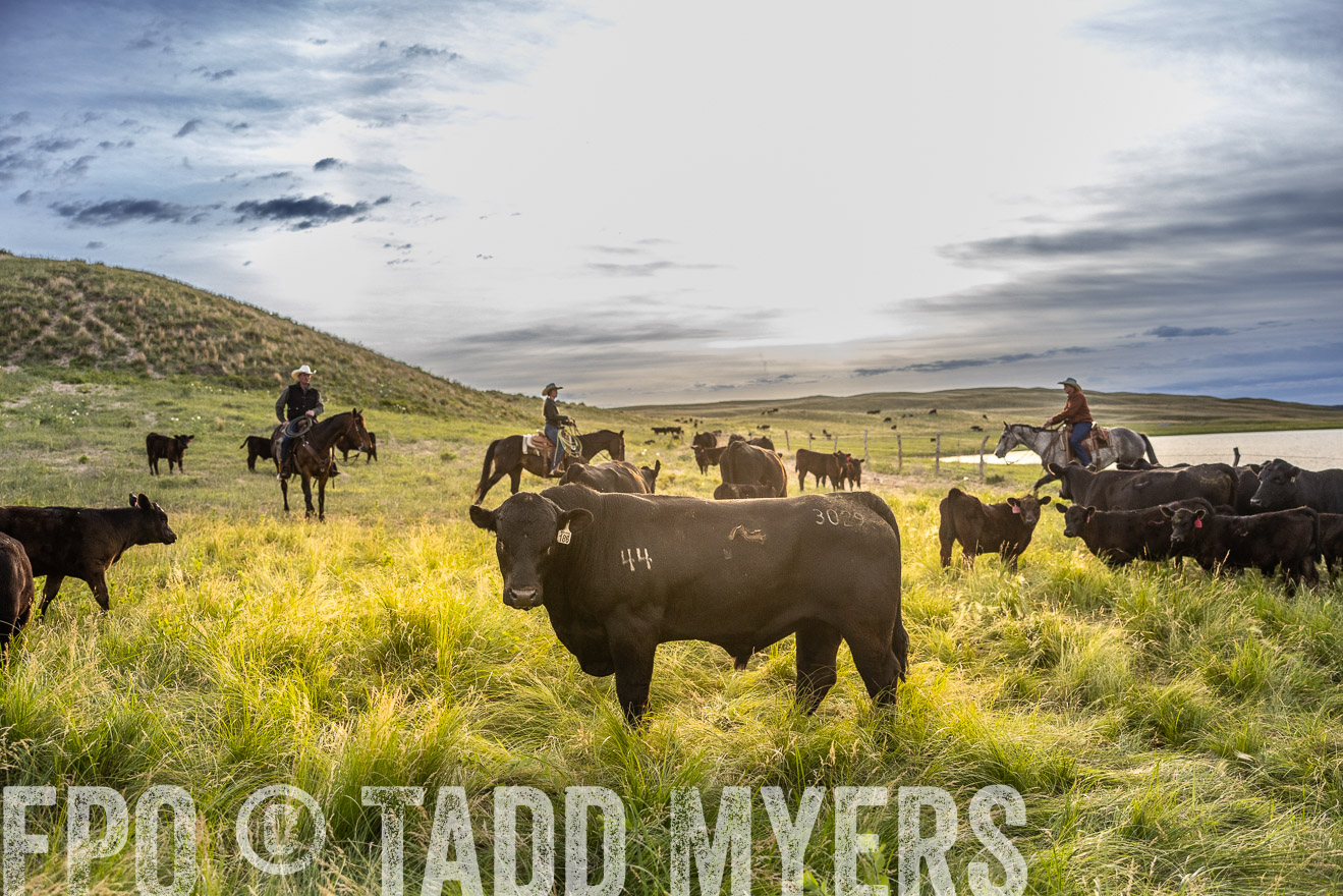 TMyers_PP_VintonRanch_Nebraska_June2024-517929