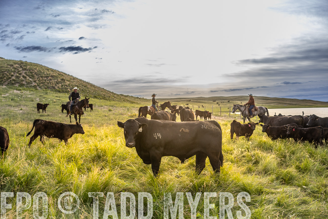 TMyers_PP_VintonRanch_Nebraska_June2024-517932