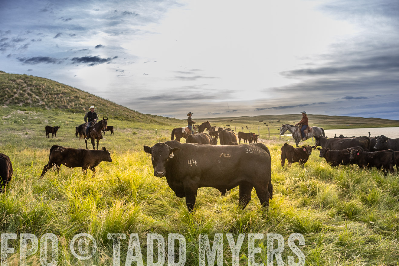TMyers_PP_VintonRanch_Nebraska_June2024-517933