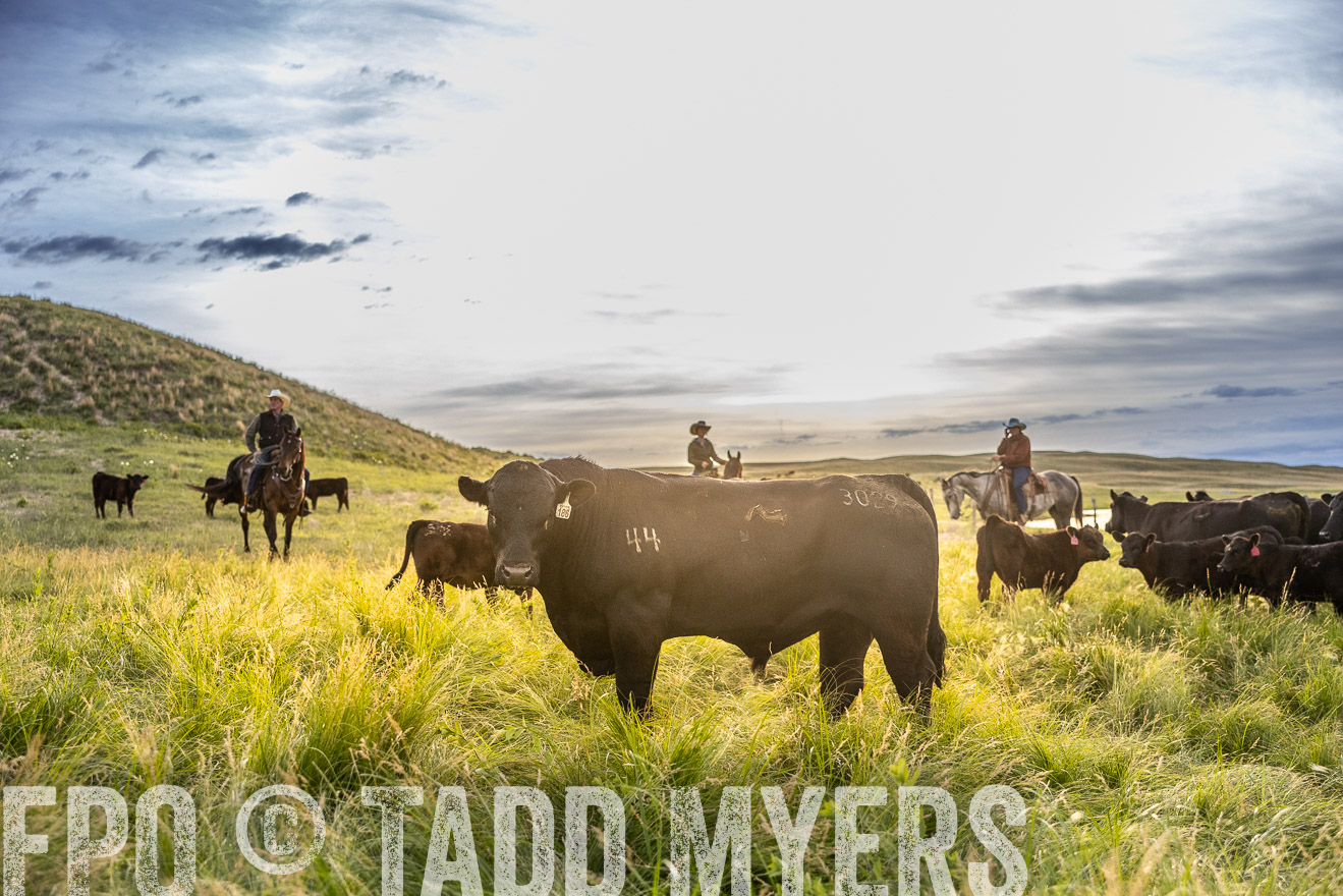 TMyers_PP_VintonRanch_Nebraska_June2024-517934