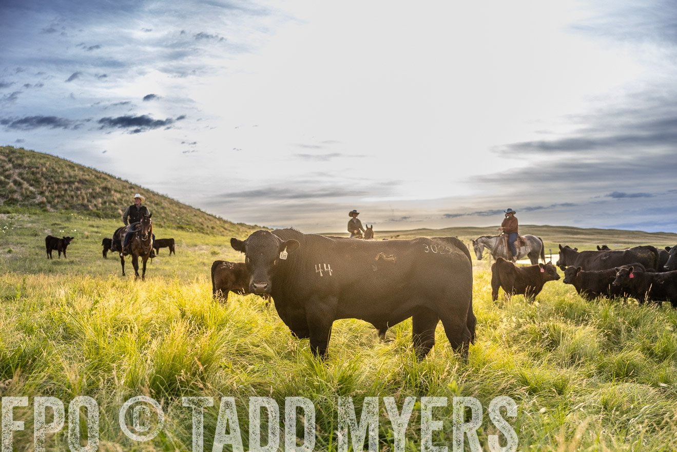 TMyers_PP_VintonRanch_Nebraska_June2024-517935