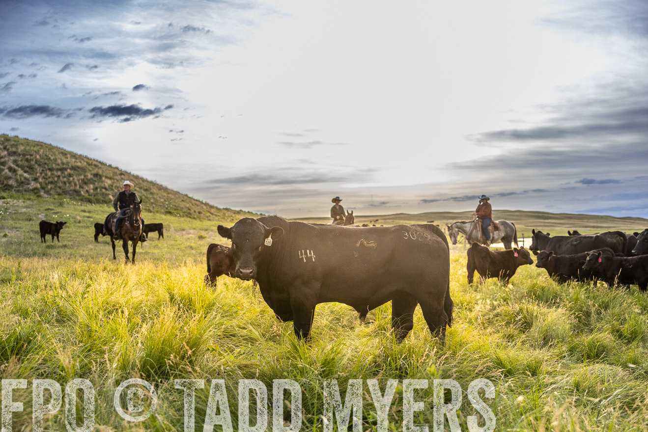 TMyers_PP_VintonRanch_Nebraska_June2024-517936