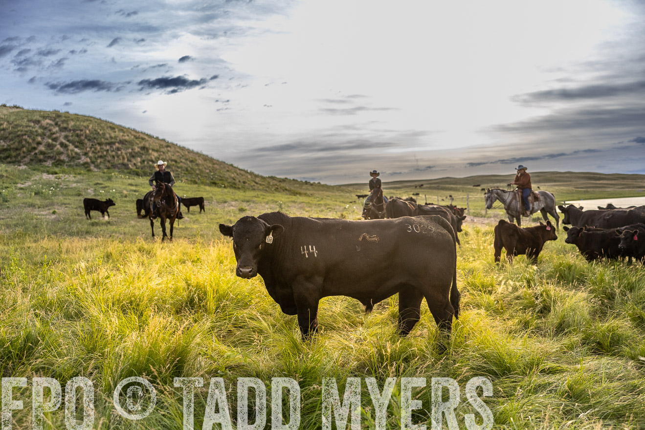 TMyers_PP_VintonRanch_Nebraska_June2024-517940