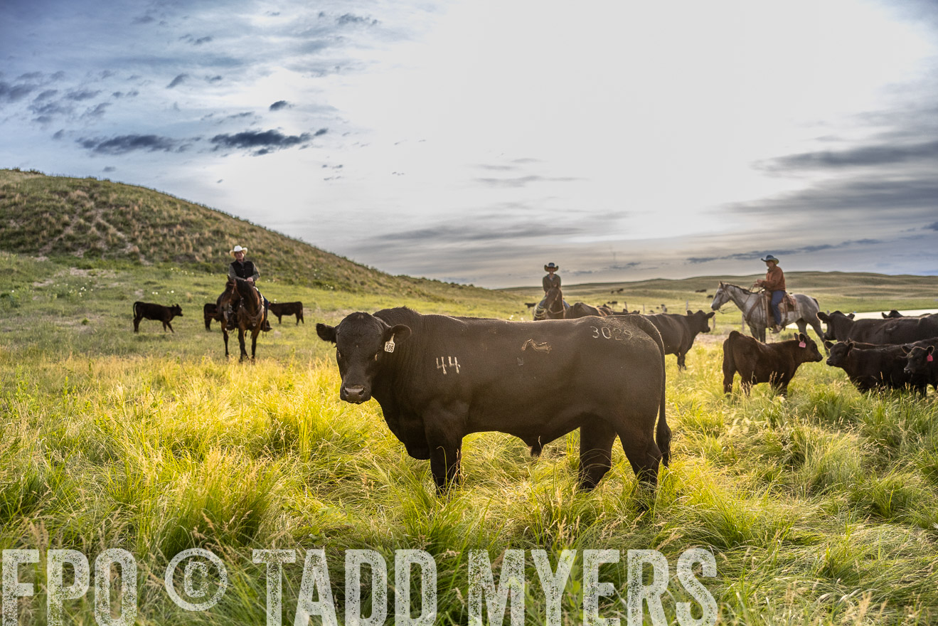 TMyers_PP_VintonRanch_Nebraska_June2024-517941