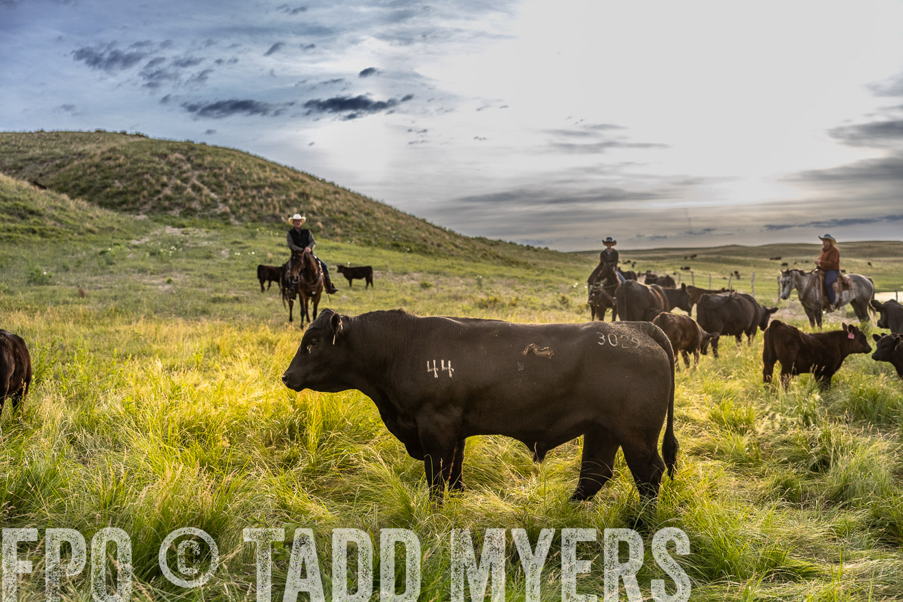 TMyers_PP_VintonRanch_Nebraska_June2024-517945