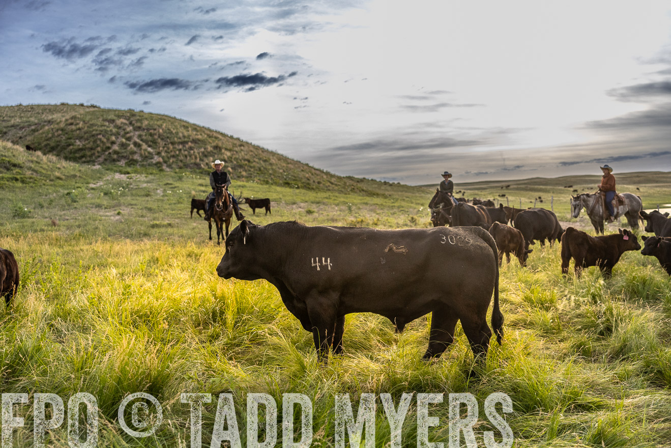 TMyers_PP_VintonRanch_Nebraska_June2024-517946