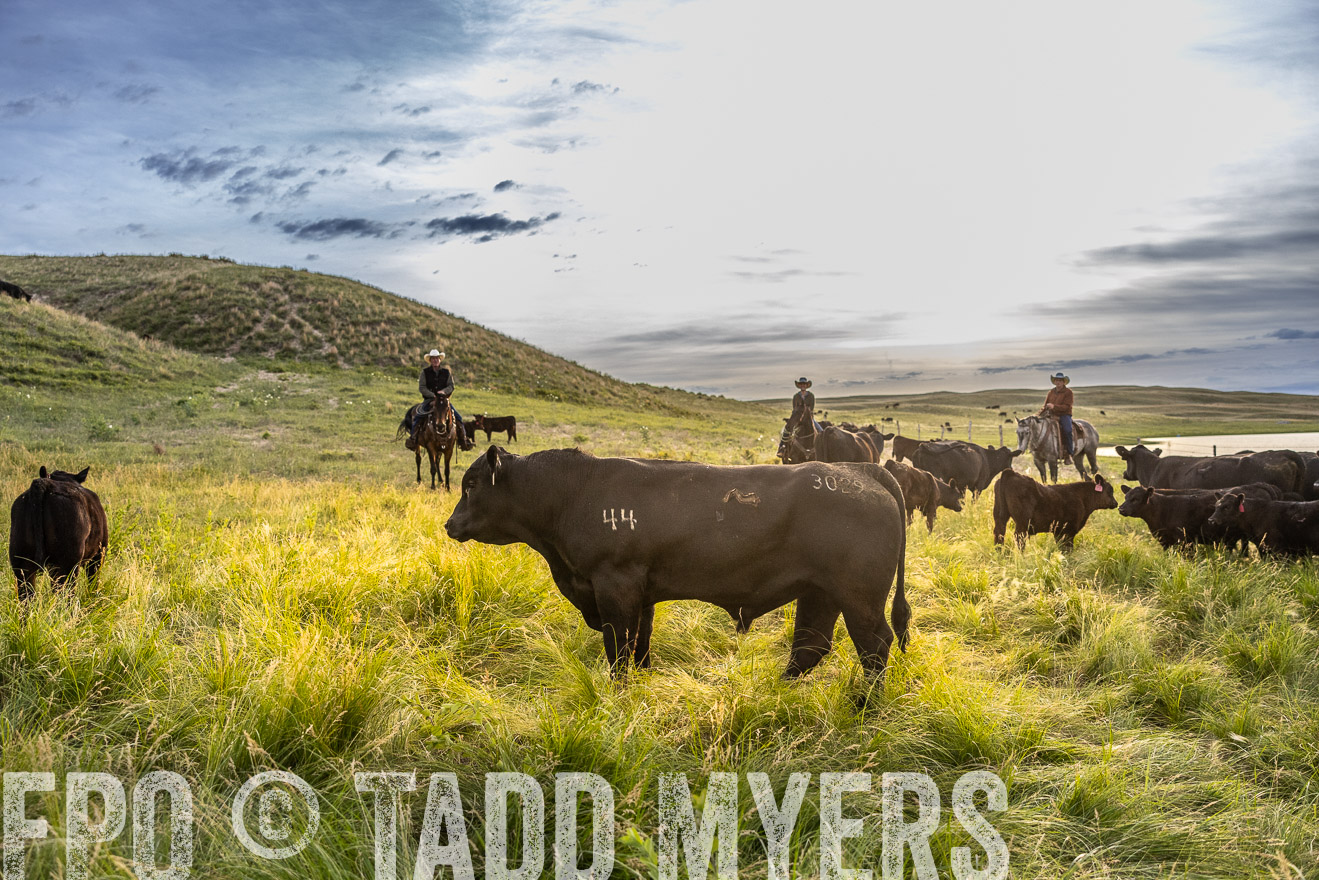 TMyers_PP_VintonRanch_Nebraska_June2024-517949
