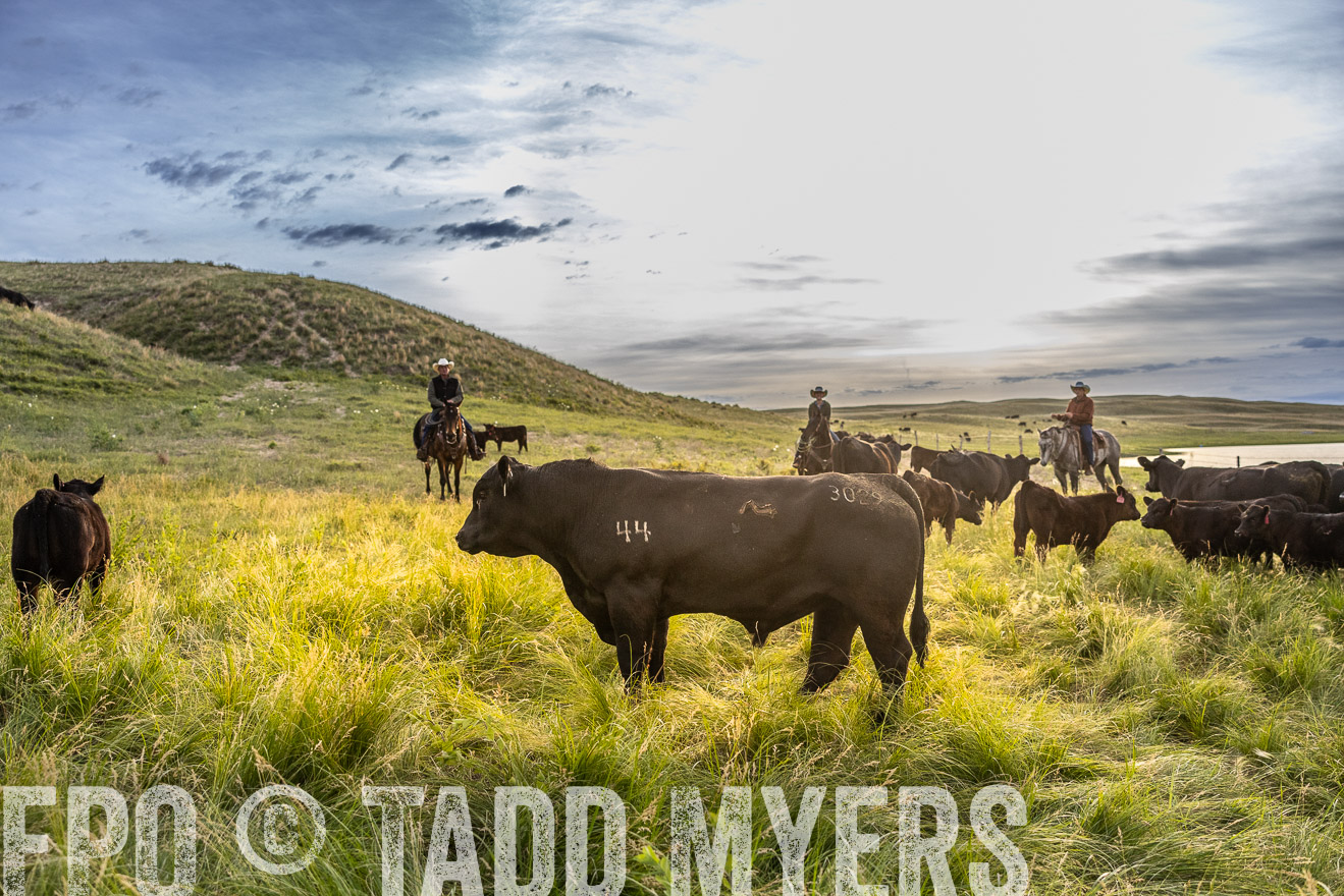 TMyers_PP_VintonRanch_Nebraska_June2024-517950