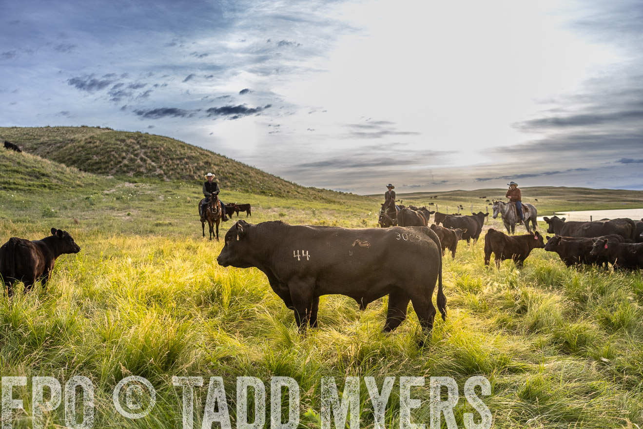 TMyers_PP_VintonRanch_Nebraska_June2024-517953
