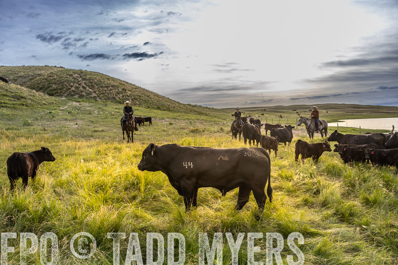 TMyers_PP_VintonRanch_Nebraska_June2024-517955