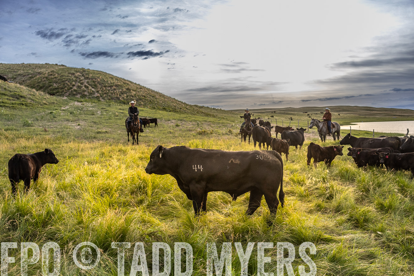 TMyers_PP_VintonRanch_Nebraska_June2024-517956