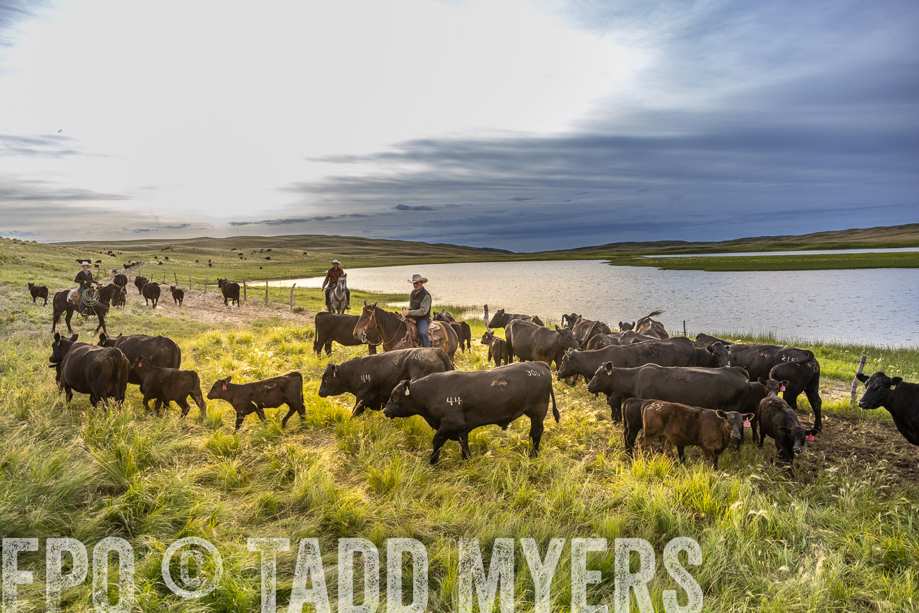 TMyers_PP_VintonRanch_Nebraska_June2024-517977