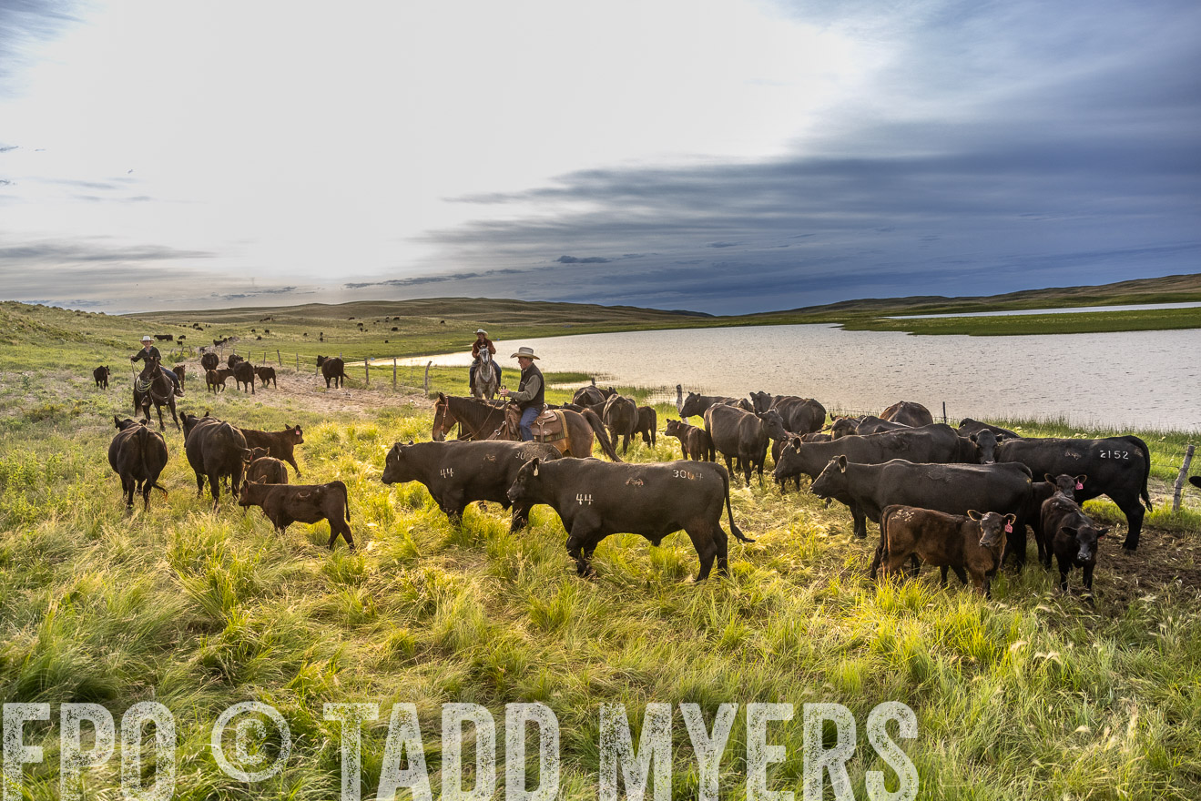 TMyers_PP_VintonRanch_Nebraska_June2024-517979