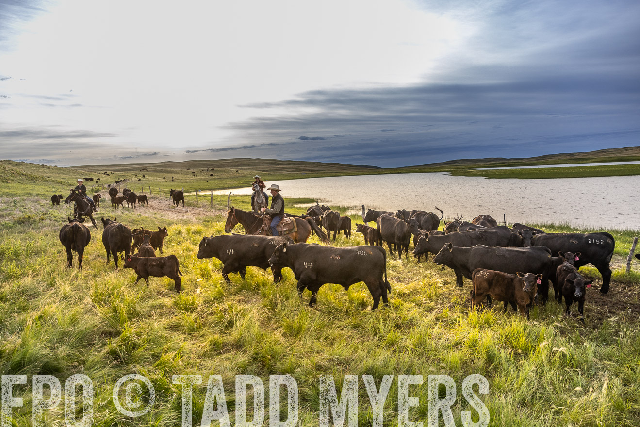 TMyers_PP_VintonRanch_Nebraska_June2024-517980