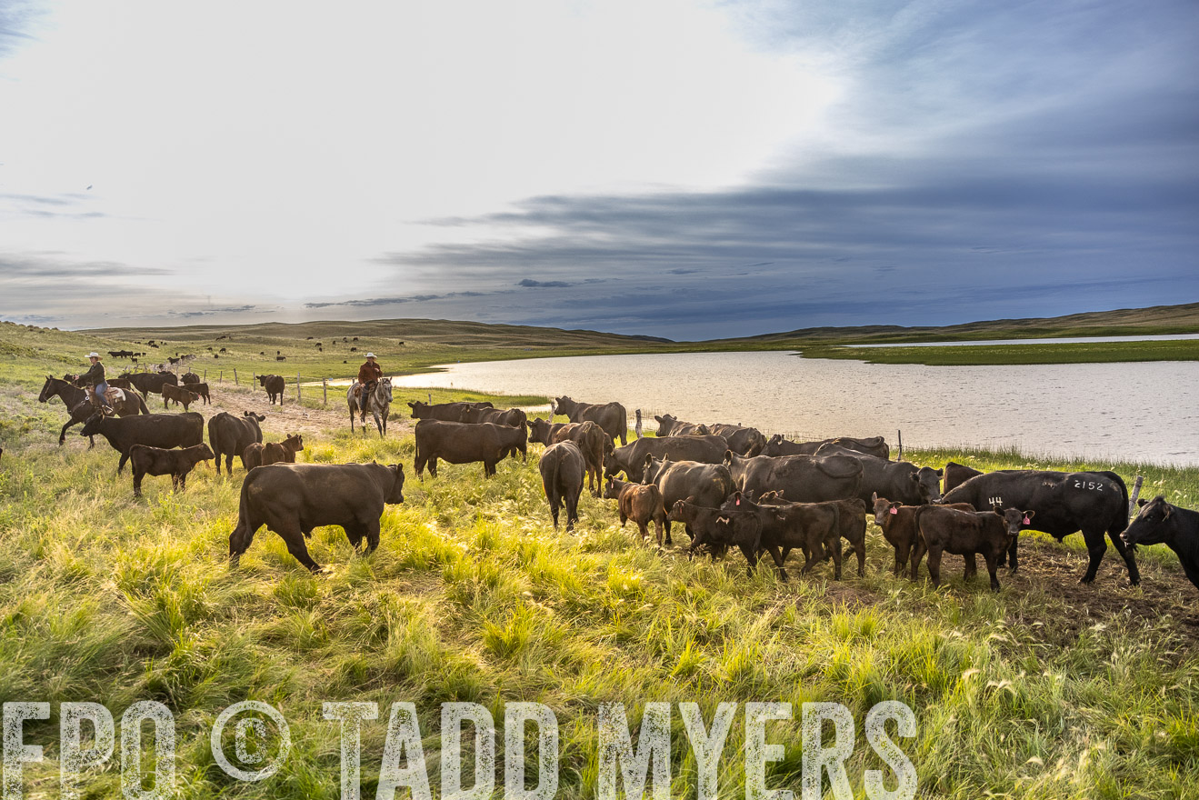 TMyers_PP_VintonRanch_Nebraska_June2024-517987