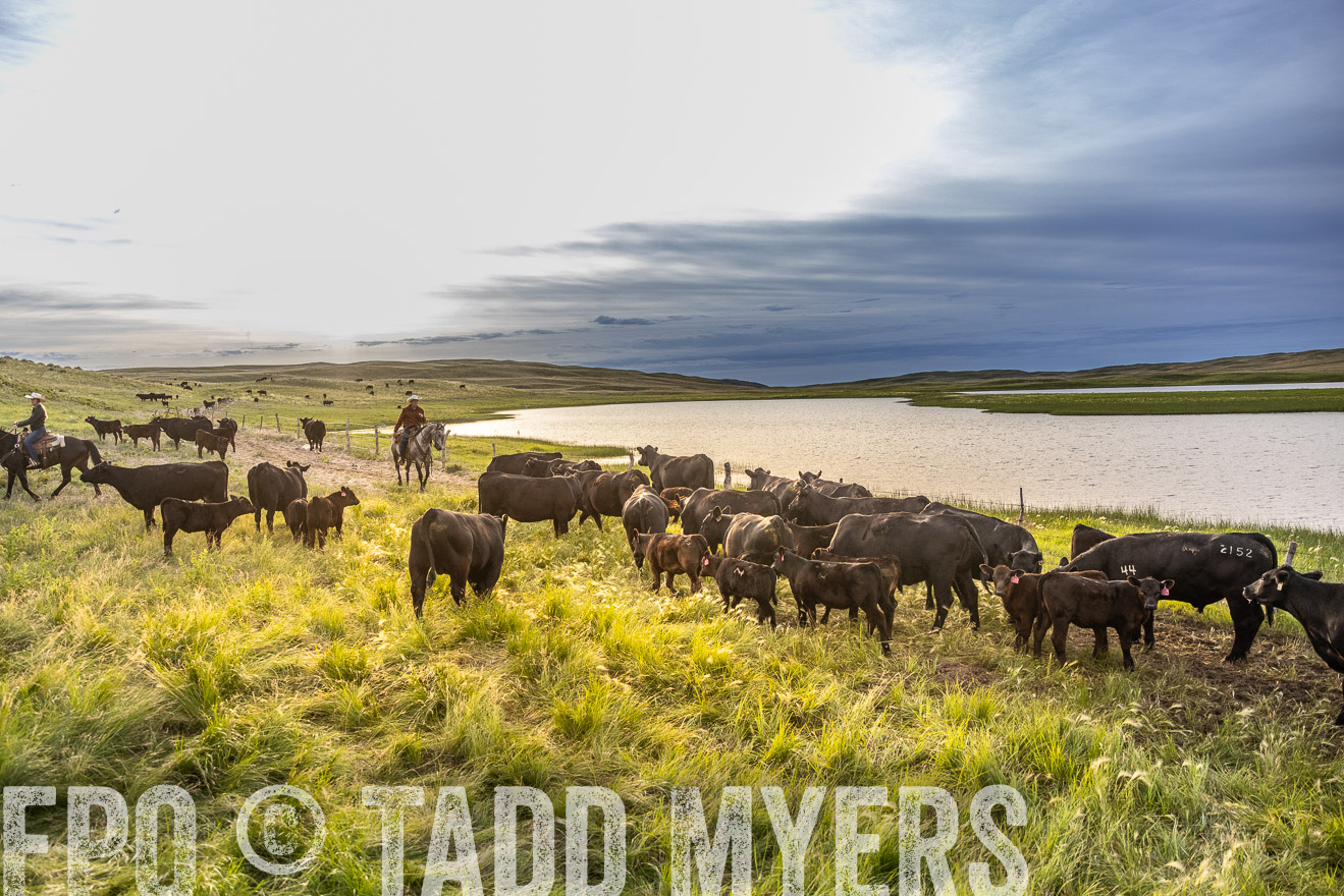 TMyers_PP_VintonRanch_Nebraska_June2024-517989