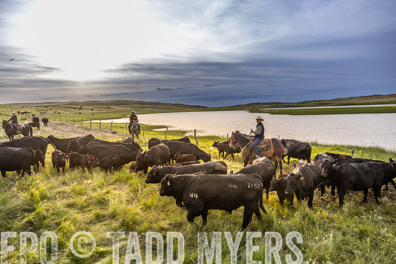 TMyers_PP_VintonRanch_Nebraska_June2024-518039